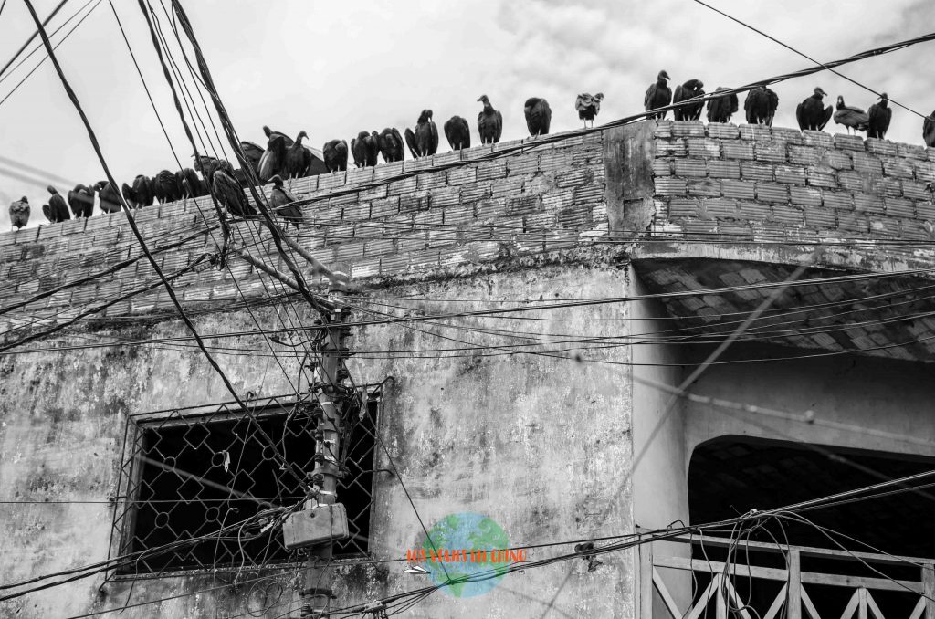 Gallinazos en Iquitos, Perú