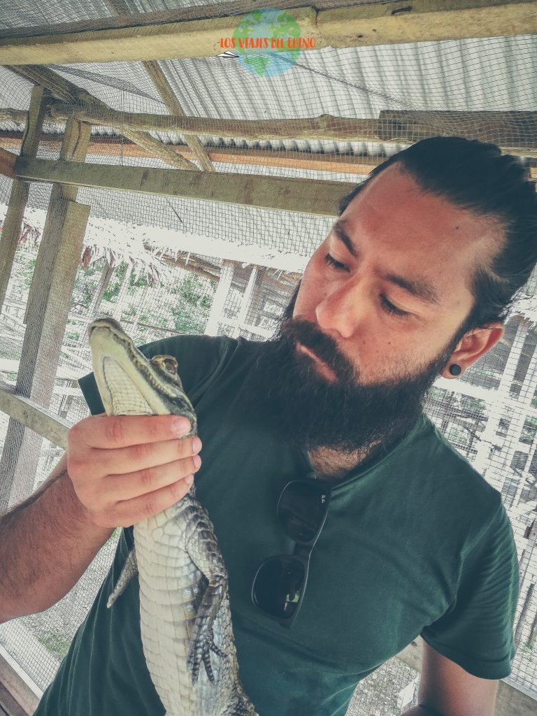 lagartos bebes para reinsertarlos a la selva peruana